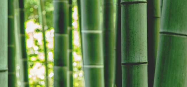 Les secrets macabres de la torture au bambou : origines et techniques asiatiques Les secrets macabres de la torture au bambou : origines et techniques asiatiques